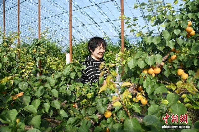 作为全县特色设施农业的重要板块，闻喜大棚杏迎来集中丰收上市季。 温徐旺 摄