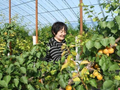 山西闻喜大棚杏抢鲜上市 错峰种植产增收“黄金果”