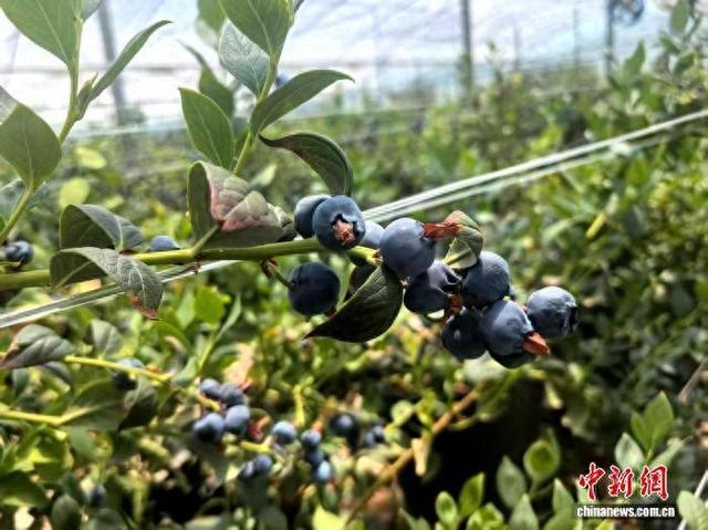 图为长势喜人的高原蓝莓。扎囊县委宣传部 供图