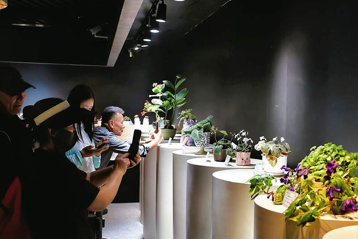 游客参观苦苣苔展。国家植物园供图