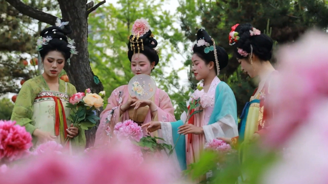 第43届中国洛阳牡丹文化节期间，游客在洛阳赏花。（新华社视频截图）