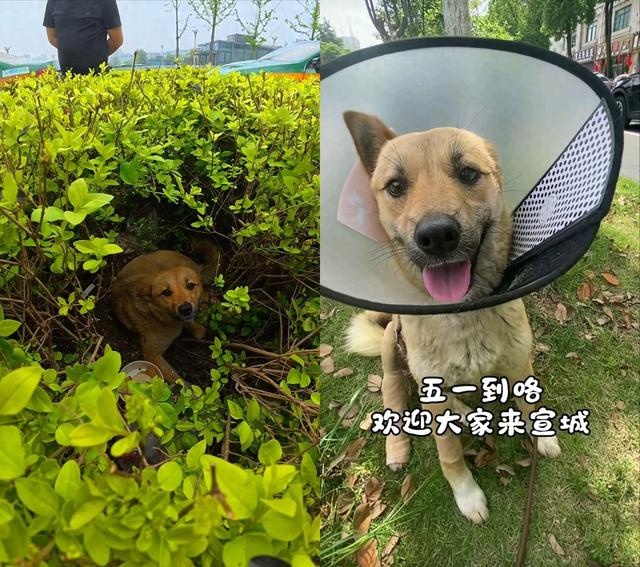 被救助的流浪狗“黄站长”。来源：受访者供图