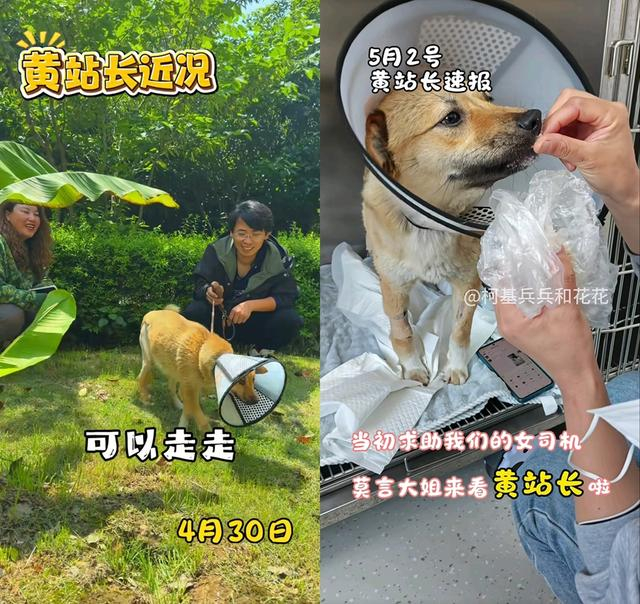 来源：“柯基兵兵与花花”短视频平台截图