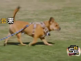 鹿晗调侃邓超高瀚宇租用同款哈士奇
