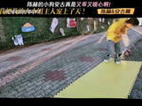 陈赫的小狗安古真是又乖又暖心啊！