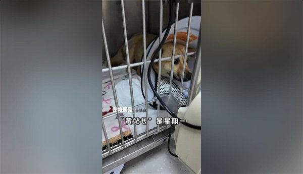 一只流浪狗让这座小城收获泼天流量：网友纷纷前往打卡