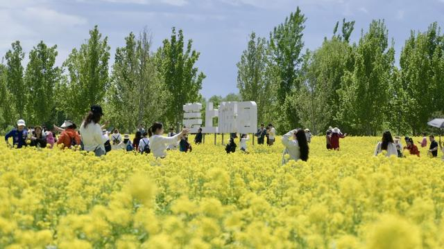 ↑ 5月3日，游客在北京温榆河公园的油菜花田拍照打卡。新华社记者 吴青昊 摄