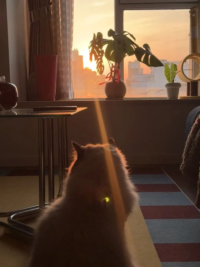刘酒酒的小猫 图源受访者