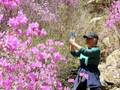 高山杜鹃盛开引客来，喇叭沟门乡村游热起来