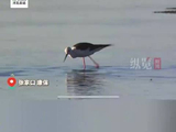 邓为歌声中黑翅长腿鹬康巴诺尔湖觅食