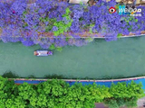 盘龙江畔蓝花楹盛放市民游客共赏初夏美景