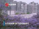 绝美！成都五月限定款紫色浪漫