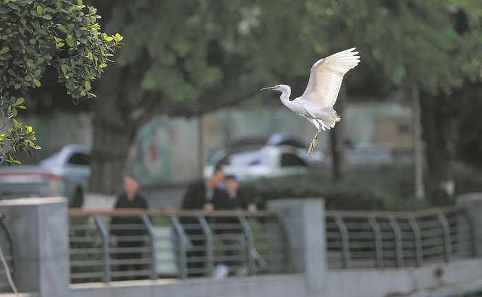     锦江河畔白鹭领衔，还有夜鹭、苍鹭、斑嘴鸭、白骨顶鸡等十余种野生水鸟的身影飞舞，这是属于成都的浪漫。本报资料图片