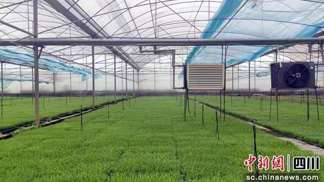 来自中国水稻研究所培育的新品种。成都东部新区 供图