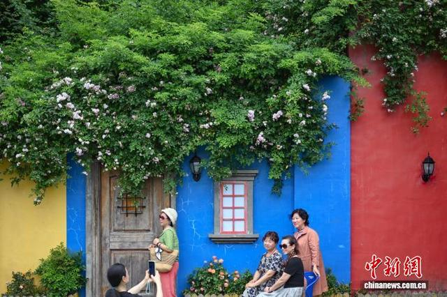 5月7日，江苏南京，市民在盛开的花卉植被前拍摄照片。初夏时节，南京街头巷尾花卉植被美丽“上线”。中新社记者 泱波 摄 