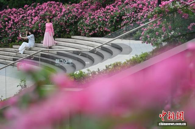 5月7日，江苏南京，市民在盛开的花卉植被前拍摄照片。初夏时节，南京街头巷尾花卉植被美丽“上线”。中新社记者 泱波 摄 