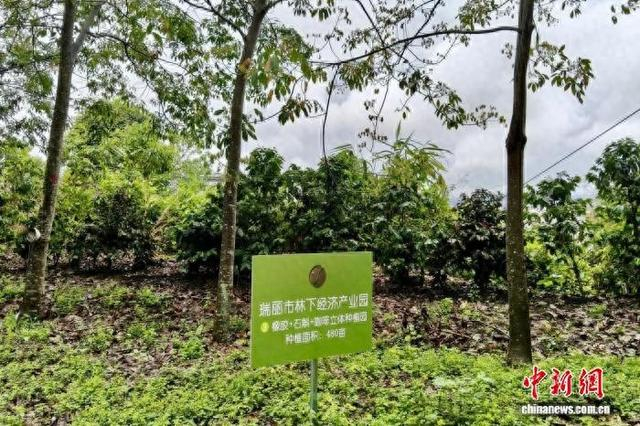 云南省瑞丽市林下经济产业园的“橡胶＋石斛+咖啡”立体种植园。 瑞丽市委宣传部 供图