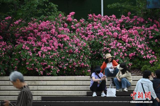 5月7日，江苏南京，市民在盛开的花卉植被前休闲。初夏时节，南京街头巷尾花卉植被美丽“上线”。中新社记者 泱波 摄 