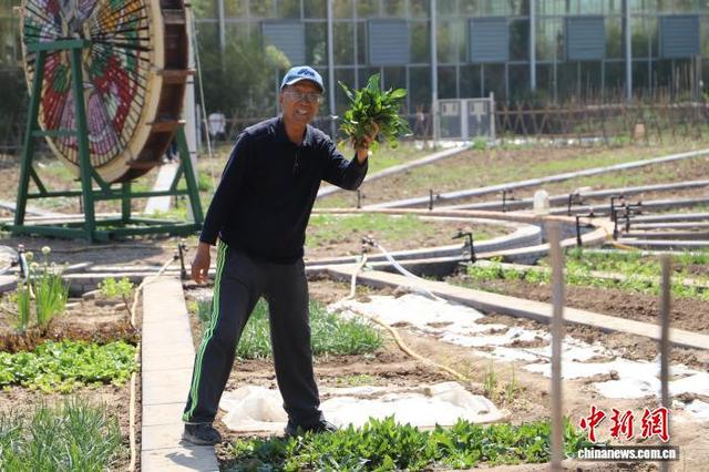 李大爷是这片菜园的“老住户”，已经在这里种了两年菜。王思宇 摄