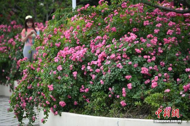 5月7日，江苏南京，市民在盛开的花卉植被前拍摄照片。初夏时节，南京街头巷尾花卉植被美丽“上线”。中新社记者 泱波 摄 