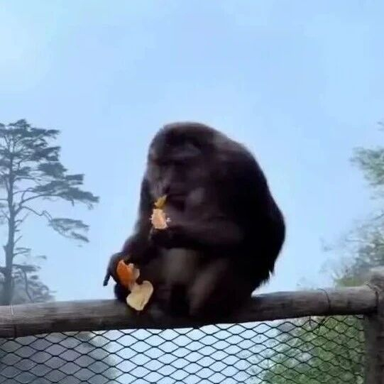 男子推峨眉山崖边进食猴子，险致其坠崖，景区：正调查