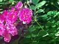 瞰北京｜花开如锦，赏心悦目