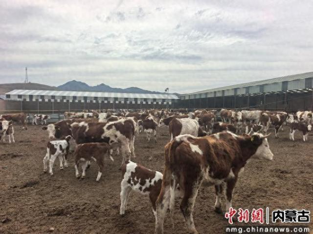 图为张国臣的庆瑶家庭牧场。