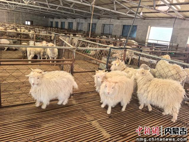 图为绒山羊养殖户金友的养羊圈舍。