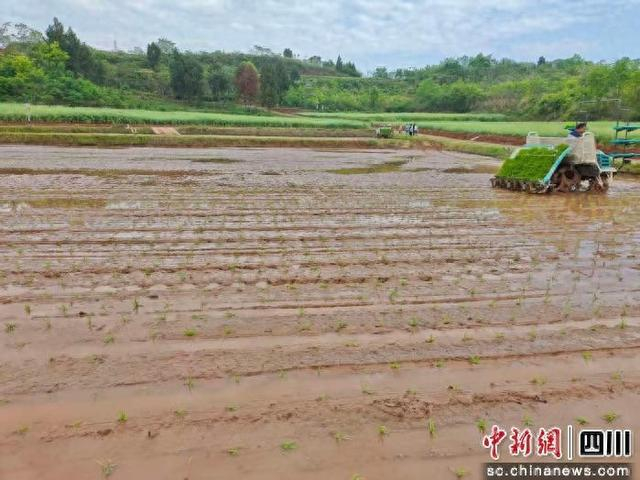 田里插秧现场。成都东部新区 供图