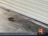 台湾出现一例汉坦病毒致死病例，与老鼠携带病毒有关，目前台北市已展开全城消杀