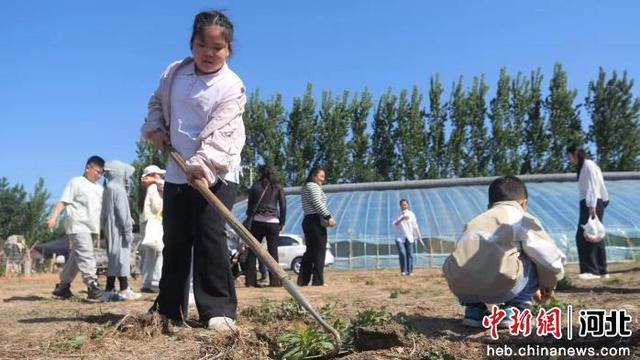 学生们清除田间杂草。 范佳浩 摄