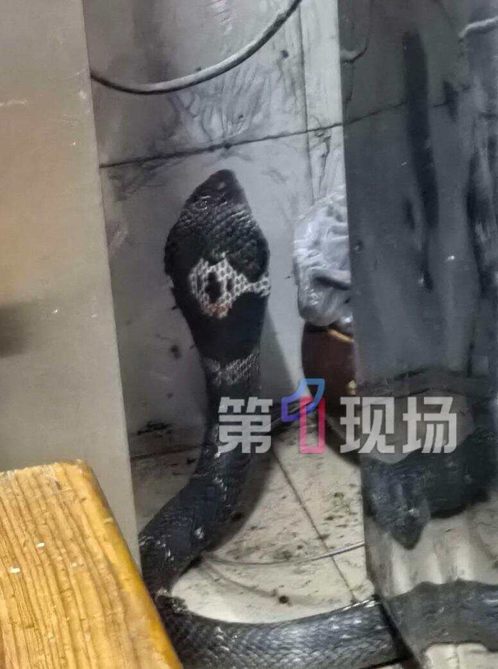 深圳多地“蛇出没”！眼镜王蛇在包子铺偷吃鸡蛋被抓，遇到蛇怎么办？