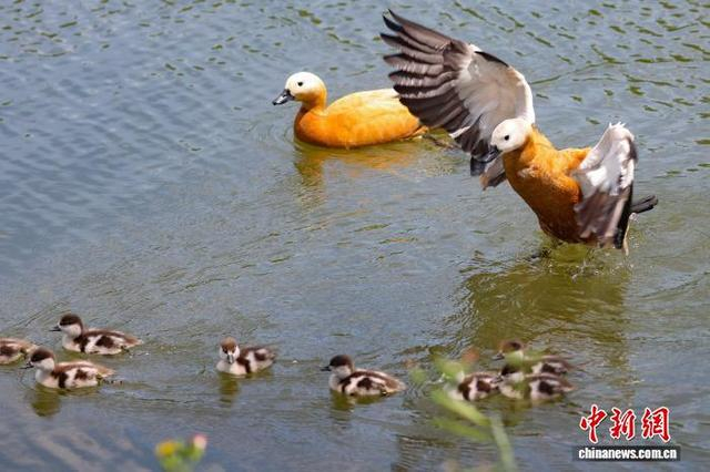 5月8日，江苏南京，赤麻鸭一家在钟山风景名胜区前湖水面上游弋、觅食，其乐融融。中新社记者 泱波 摄 