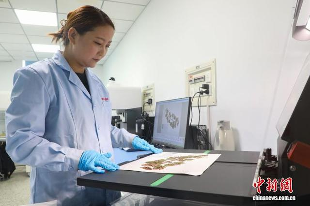 5月8日，青海西宁，研究人员在青藏高原生物种质资源库对植物标本进行数字化录入。中新社记者 马铭言 摄