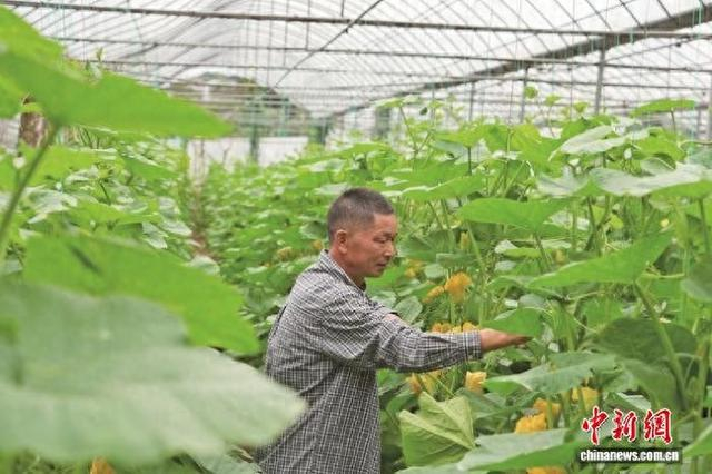 图为蔡荣添察看贝贝南瓜长势。黄晓燕摄