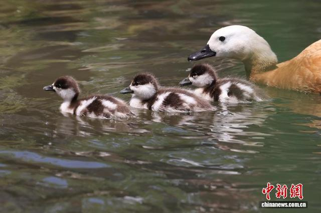 5月8日，江苏南京，赤麻鸭一家在钟山风景名胜区前湖水面上游弋、觅食，其乐融融。中新社记者 泱波 摄 