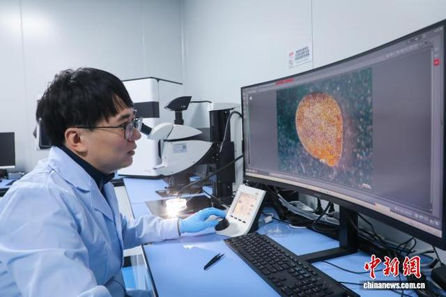 5月8日，青海西宁，研究人员在青藏高原生物种质资源库内观察种子的显微结构。中新社记者 马铭言 摄
