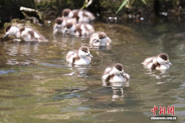 5月8日，江苏南京，小赤麻鸭在钟山风景名胜区前湖水面上游弋、觅食，其乐融融。中新社记者 泱波 摄 