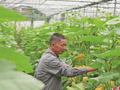 （乡村行·看振兴）上海三明携手育新瓜：一颗南瓜连起两地农科路