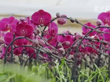 王一博献唱《给妈咪》，母亲节鲜花传爱意