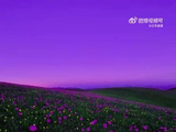伊犁紫色报春花盛开，成毅歌声伴草原晨曦