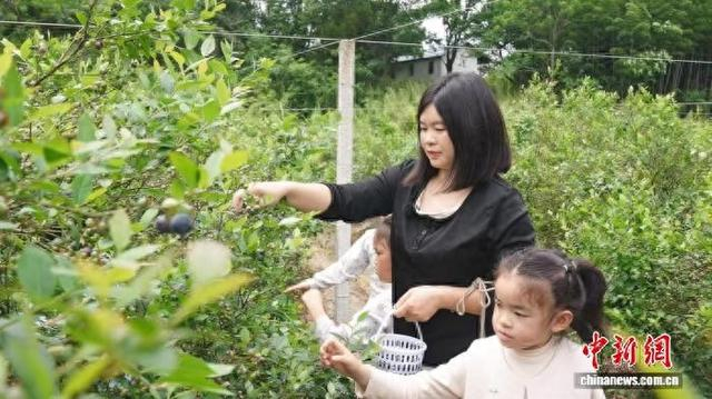 图为带孩子采摘蓝莓的游客。 安远县融媒体中心供图