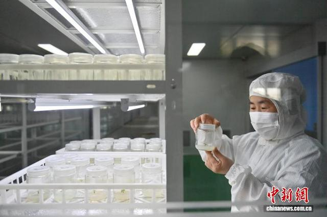5月9日，长春双阳，科研人员在吉林爱之源草莓研究所查看育苗情况。 中新社记者 张瑶 摄