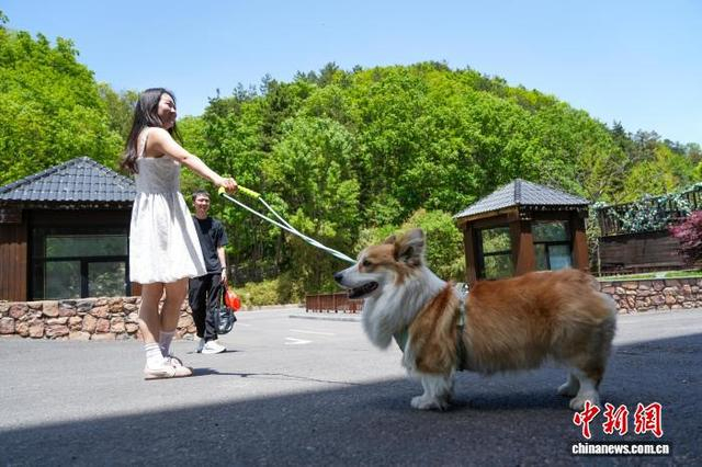 图为游客带宠物在景区游玩。中新社记者 李超庆 摄