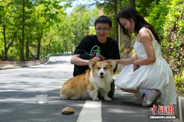 图为游客带宠物在景区游玩。中新社记者 李超庆 摄