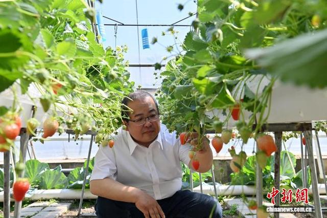 5月9日，长春双阳，吉林省农业科学院专家到棚室查看草莓长势，为企业提供技术支持。 中新社记者 张瑶 摄