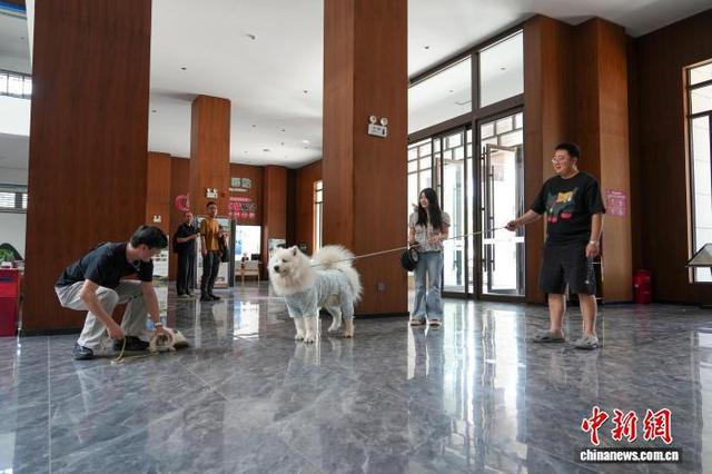 图为带宠物的游客。中新社记者 李超庆 摄