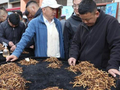 青海西宁：冬虫夏草鲜草陆续上市