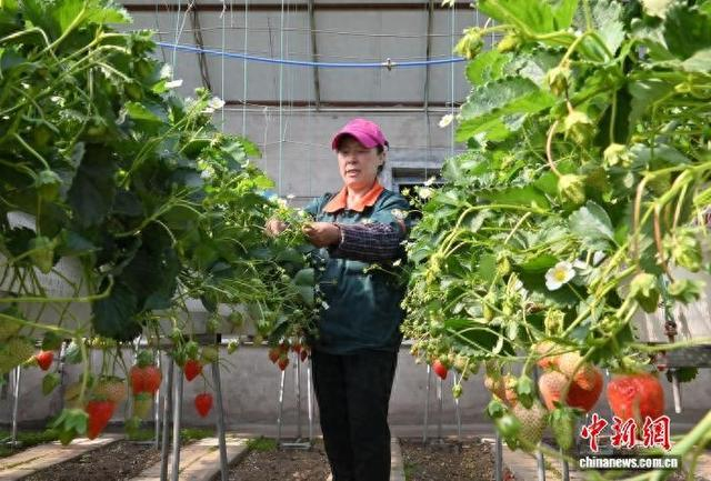 5月9日，长春双阳，工人在奢岭草莓园进行日常管护。 中新社记者 张瑶 摄