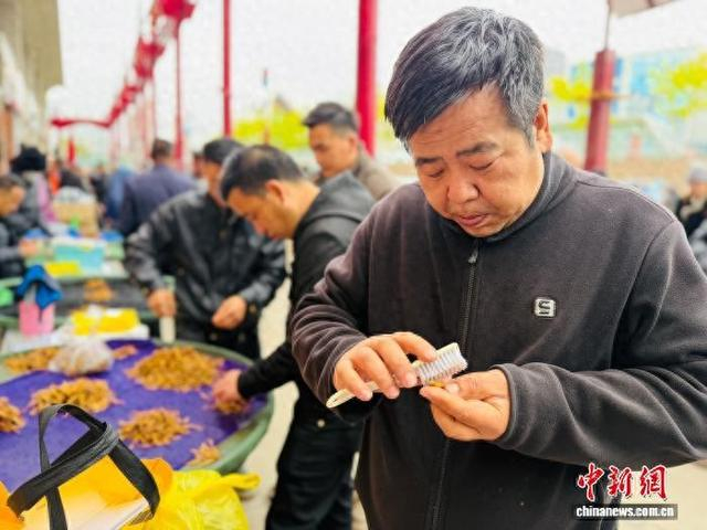 5月7日，昂欠攥着小毛刷，熟练刷着包裹在冬虫夏草上的泥土。中新社记者 孙睿 摄